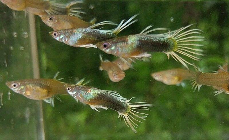 guppy crowntail