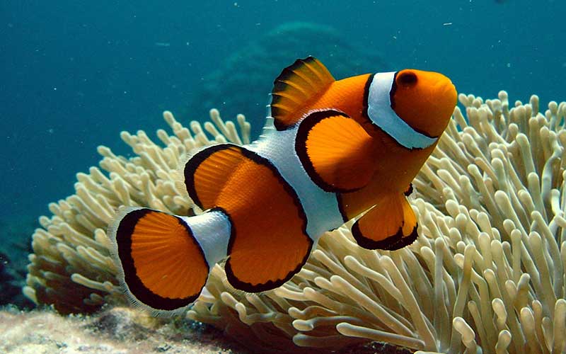 Pez Payaso, Amphiprion Ocellaris