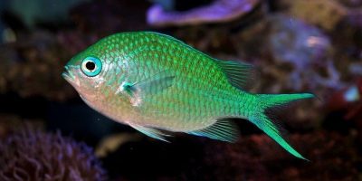 pez doncella verde, pomacéntridos