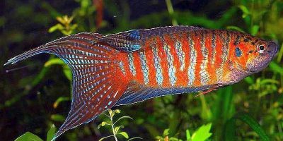 Pez Paraíso, Macropodus Opercularis