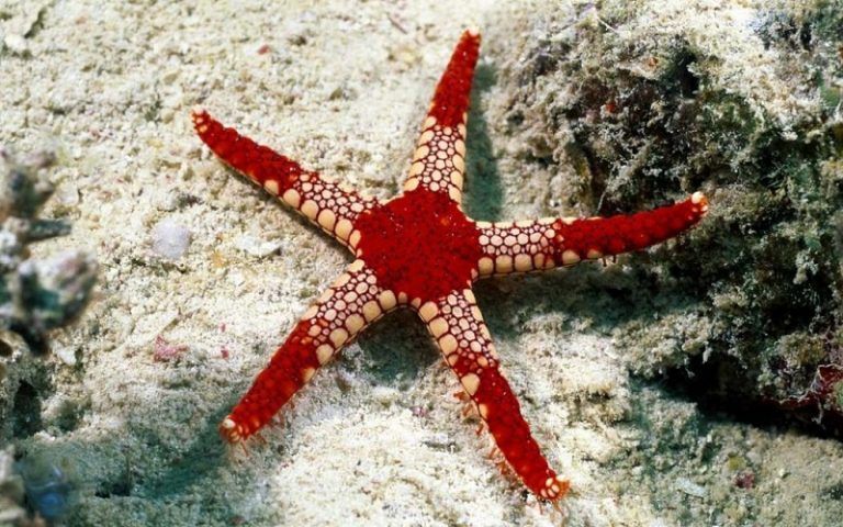 invertebrados marinos, estrellas de mar