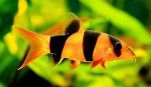 botia payaso, chromobotia macracanthus