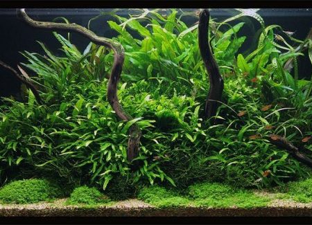 Microsorum