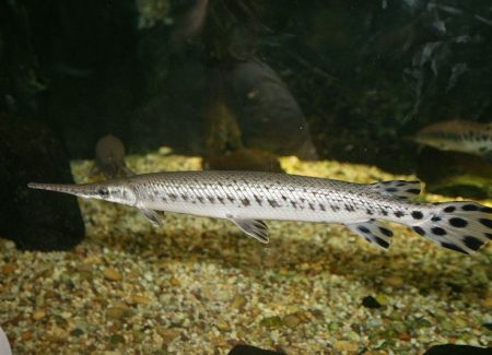 Lepisosteiformes