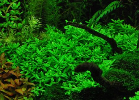 Bacopa
