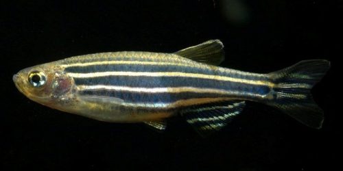 Pez Cebra, Danio Rerio