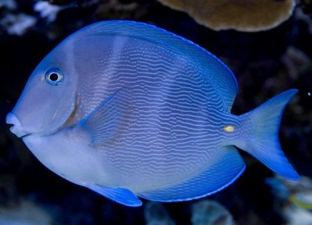 Pez Cirujano Azul, Acanthurus coeruleus