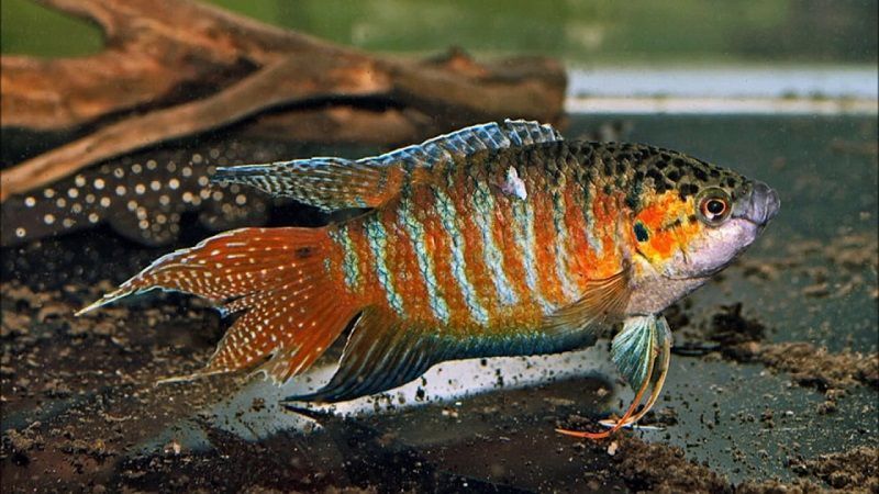 belóntidos de agua fría, paradise fish