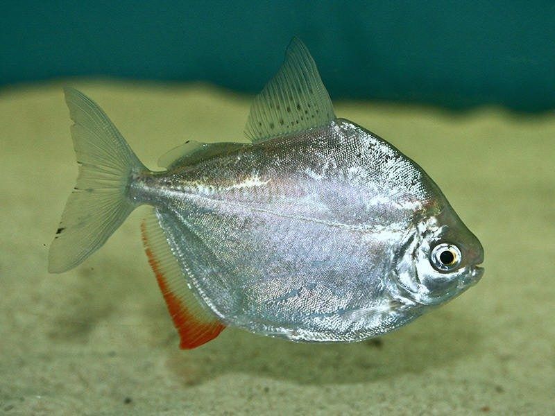 carácidos, pez dólar de plata