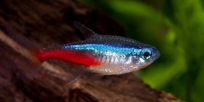 Pez Neón, Tetra Neón