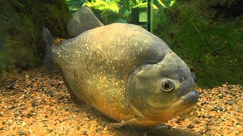 carácidos, piraña roja