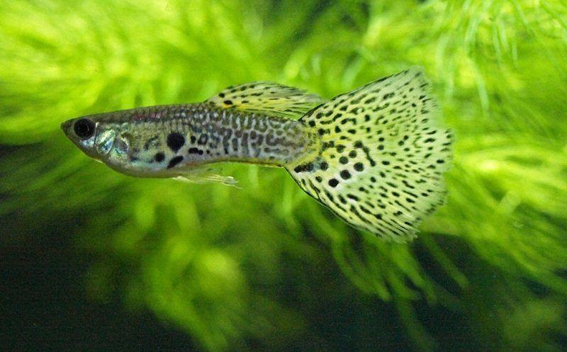 guppy leopardo