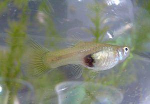 hembra guppy embarazada