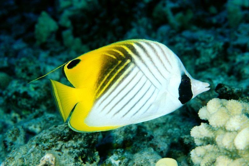 peces marinos