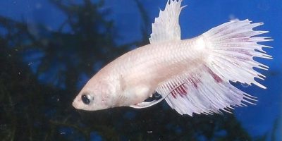 Pez Betta