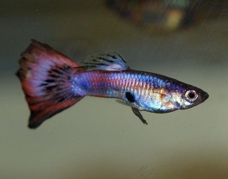 pez guppy macho, con gonopodio