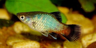 Pez Molly, Poecilia