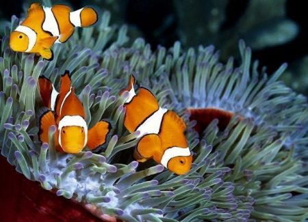 Pomacéntridos (Pomacentridae)