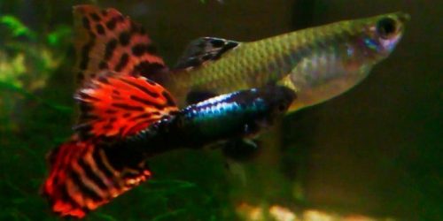 Pez Guppy, Poecilia Reticulata