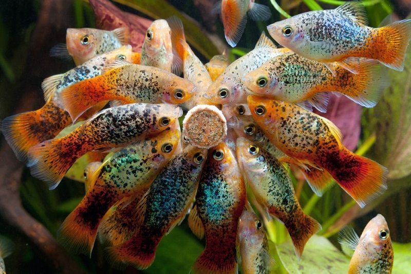 poecílidos, peces de acuario de agua caliente