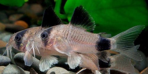 Corydoras Panda