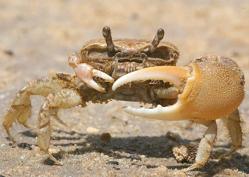crustáceos marinos, invertebrados marinos cangrejo violinista uca tangeri