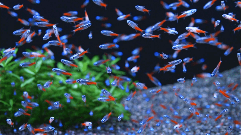 pez neón, tetra neón, paracheirodon innesi