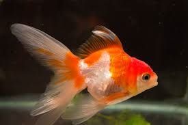 pez rojo, carassius auratus ficha