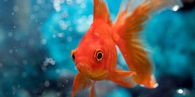 Goldfish, Carassius Auratus