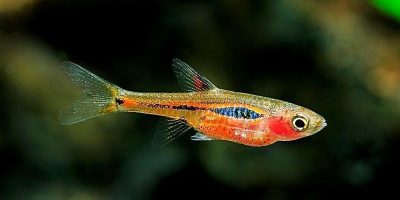 Boraras Brigittae (Mosquito)