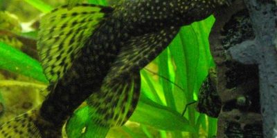 Ancistrus