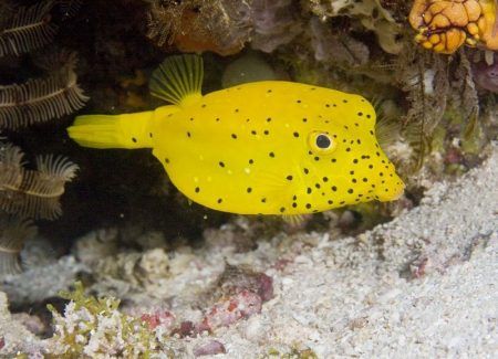 Ostraciónidos, Peces Cofre