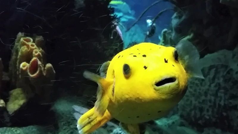 pez globo amarillo, tetraodóntidos
