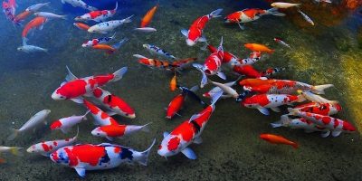 Peces Para Estanque