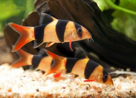 Cobítidos (Cobitidae)