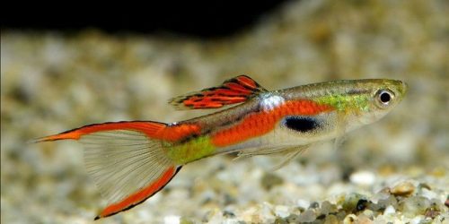Guppy Endler