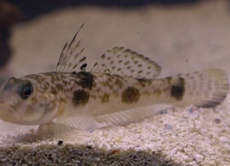 Góbidos, Gobios, Gobiidae