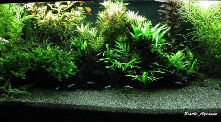 Plantas de Acuario, Complementos, Abonos y Sustratos