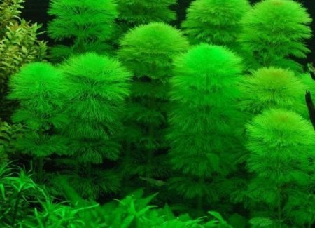 Limnophila