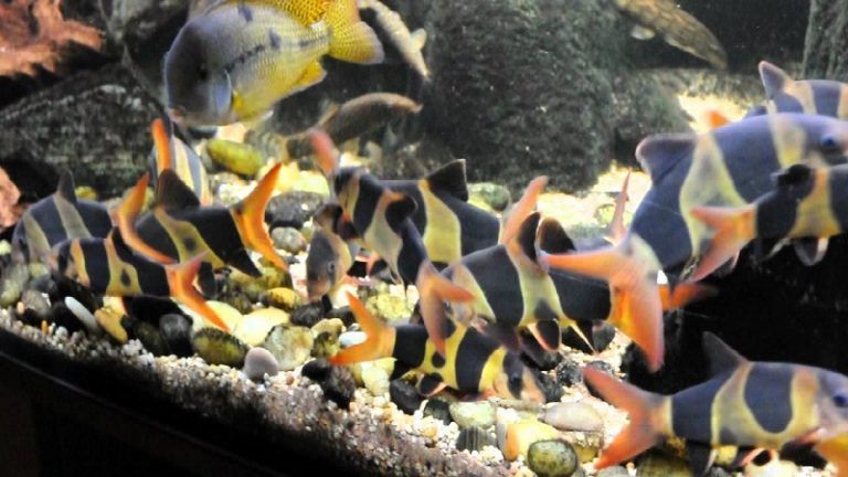 locha payaso, botia payaso, chromobotia macracanthus