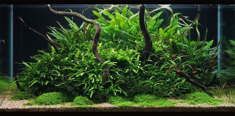 microsorum pteropus