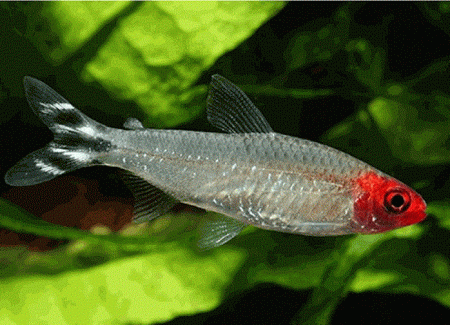 Pez Borrachito