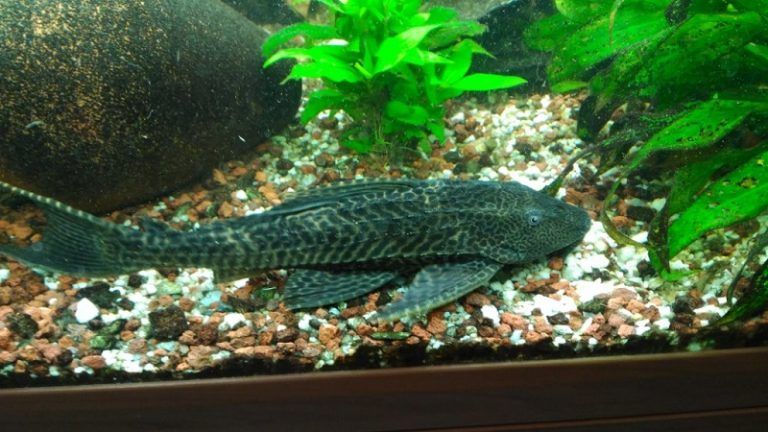 pez limpiafondos, hypostomus plecostomus en acuario