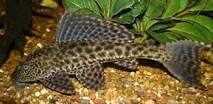 pez limpiafondos, hypostomus plecostomus ficha