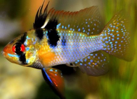 Ramirezi