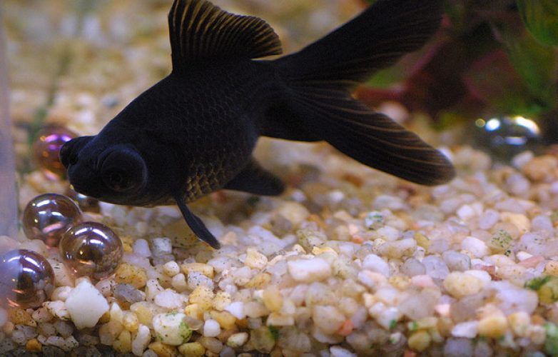 pez telescopio negro, black moor goldfish