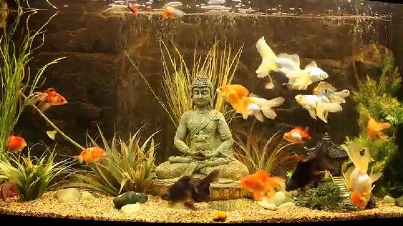 acuarios de agua fría