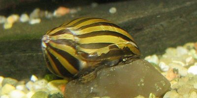 Caracol Cebra