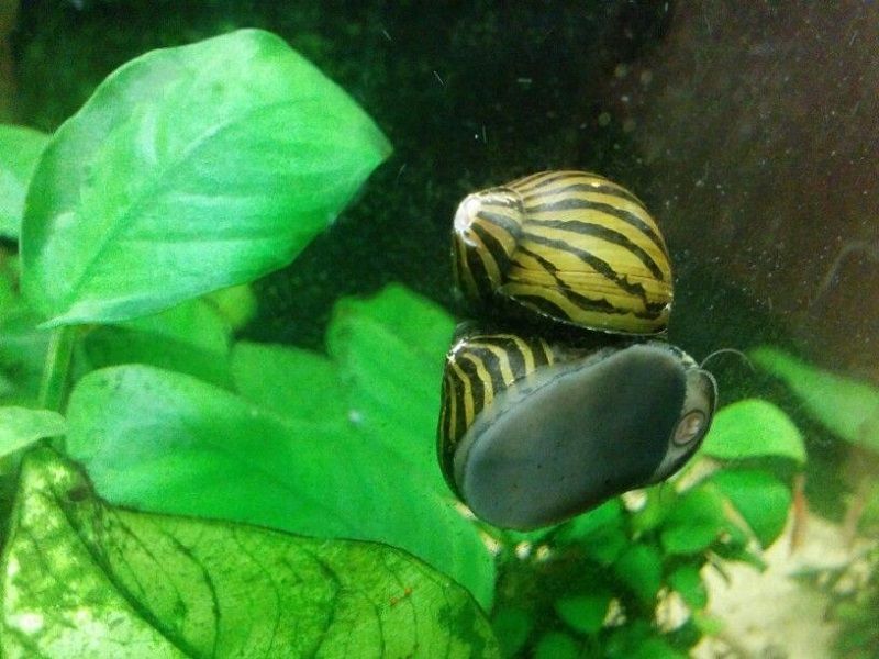 caracol cebra, pegado al cristal del acuario