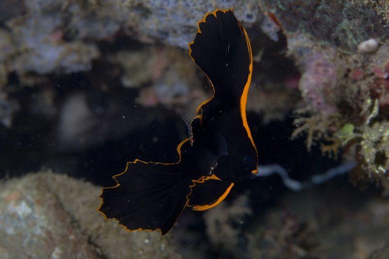 epífidos platax pinnatus
